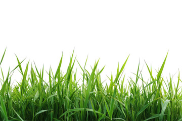 Fototapeta premium Vibrant green grass blades isolated on transparent background. Green wheat isolated on white background.