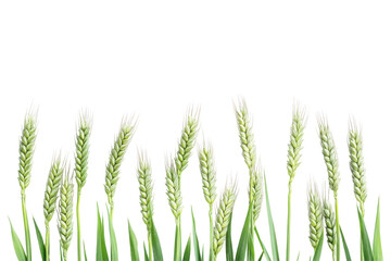 Field of growing wheat stalks isolated on transparent background. Green wheat isolated on white background.