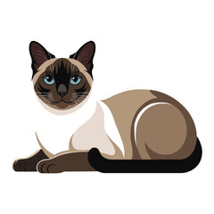 Siamese Cat, vector illustration on white background.