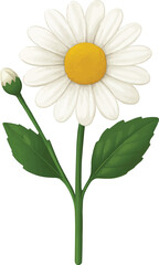 Daisy with Bud and Leaves