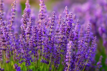 Naklejka premium Chia Plant: Lavandula Flower Blooming in Purple Field, Nature Garden Scene