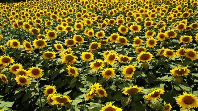 Vista aerea di coltivazione gdi girasoli