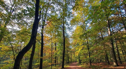 Obraz premium Autumns path A forest trail lined with trees turning gold green orange