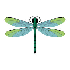 Dragonfly vector illustration on white background.