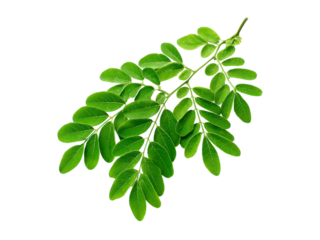 Fresh green moringa leaves branch isolated on black background, Isolated On White Background, Png Transparent