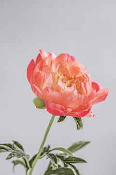 Pink coral peony on gray background