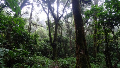 Lush rainforest canopy