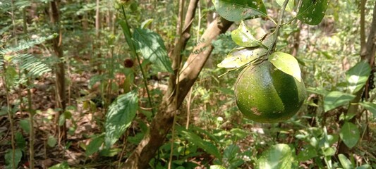 buah jeruk di kebun 