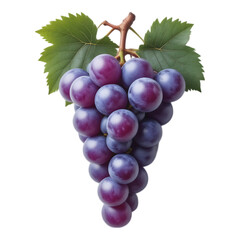 Fototapeta premium Bunch of Purple Grapes with Green Leaves