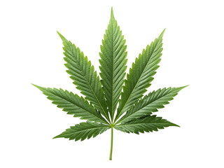 Single cannabis leaf isolated on black background, Isolated On White Background, Png Transparent