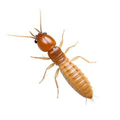 Termite insect isolated on transparent background