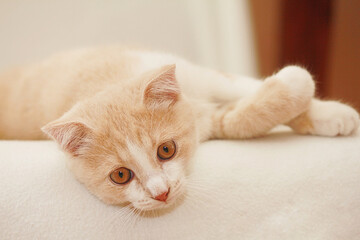 Cute peach feline kitten resting on a neutral colored blanket.