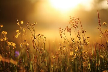 Fototapeta premium Colorado Wildflower. Beautiful Nature Landscape with Wildflowers in Green Meadow on a Summer Evening