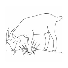 Goat grazing on grass animal livestock