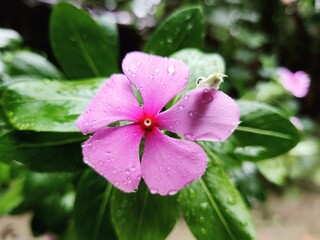 Pink Nayon Tara Flower with rainwater drop.