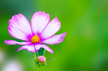  Close-up of Cosmos Flowers Blooming on blur green Background