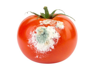 A ripe red tomato with a patch of white and green mold growing on its surface near the stem.