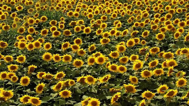 Vista aerea di coltivazione gdi girasoli