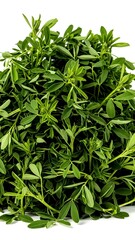 Abundant Pile of Fresh Green Fenugreek Leaves, a Close-Up Detail Shot Emphasizing the Healthy and Natural Qualities of the Herb.