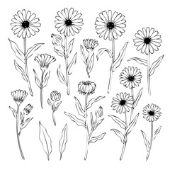 Calendula flower set isolated on white background, botanical hand drawn doodle sketch marigold, vector illustration for design package tea, cosmetic, natural medicine, greeting card, wedding invite