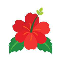 red flower isolated on white background