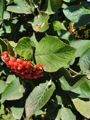 Close-up of red berries on leafy green bush in sunlight