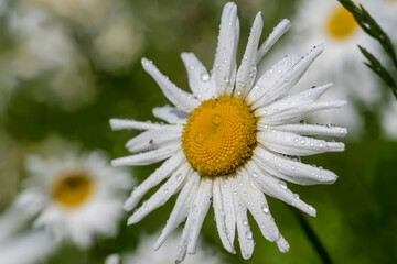 Kwiat margerytki (Argyranthemum) – Chryzantema właściwa – tuż po wiosennym deszczu, z kroplami wody na płatkach. Biały kwiat 