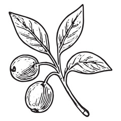 Hand-Drawn Olive Fruit Illustration with Detailed Leaves for Design