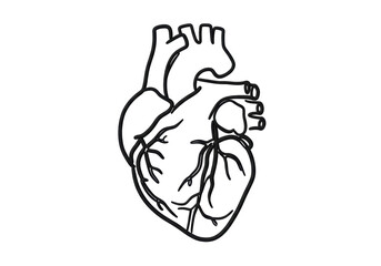 Isolated Anatomical Heart Line Art Illustration