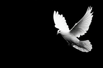 Dove Border. White Dove Symbol of Peace and Hope in Black Abstract Background