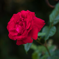 Lively red or scarlet velvet rose in the summer garden. Bush of red rose. Spring park