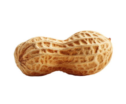 Close-up of a single peanut in its shell.  A light brown, textured peanut pod, displaying the natural ridges and patterns of the shell.  The pod is oriented horizontally, angled slightly