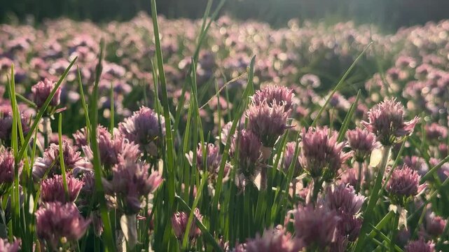 A vibrant field of blooming chive flowers under sunlight, ideal for spring celebrations and herbal gardening enthusiasts