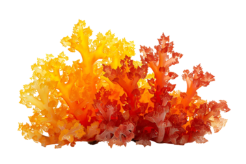 Vibrant orange and red coral reef underwater scene