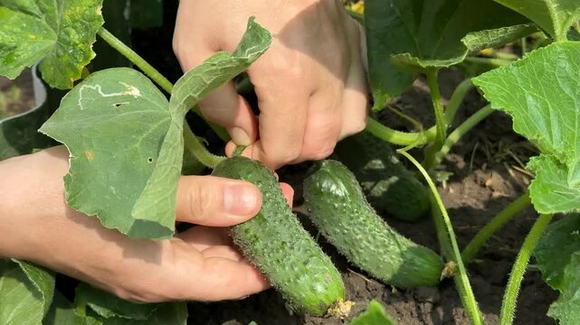 Hands harvesting fresh cucumbers in a garden, symbolizing sustainability, organic farming, and home gardening adult hands