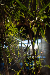 Sunlight filtering through green leaves indoors
