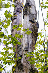 Peeling Tree Bark with Bright Maple Leaves