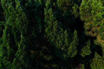 Dense Evergreen Foliage in Low Light