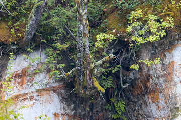 Trees Growing from Cliffside in Pacific Northwest
