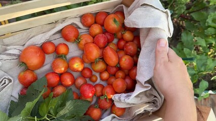 A hand gathers ripe, red tomatoes in a wooden crate, symbolizing harvest season and organic gardening, with a focus on sustainable agriculture