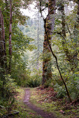 Shaded Forest Path with Ferns and Fall Leaves