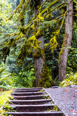 Moss-Covered Trees with Forest Stairway