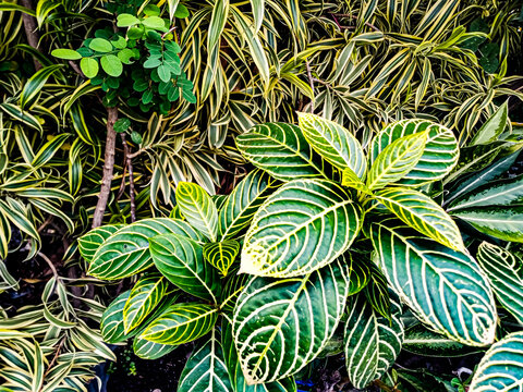 Cacak gading or Sanchezia speciosa is a species of flowering plant originating from the genus Sanchezia. Benefits. Sanchezia is widely used as an ornamental plant.