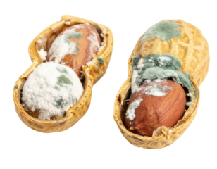 Two peanut halves with visible mold growing on the exposed nuts inside their shells.
