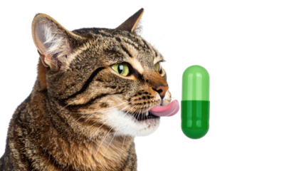 A tabby cat with green eyes is licking its lips while looking at a green capsule pill floating nearby on a black background.