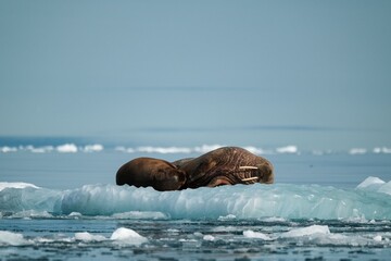 Walrus on Arctic Ice Floe
