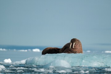Walrus on Arctic Ice Floe © Wirestock