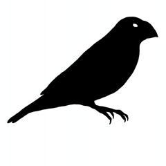 silhouette of a bird