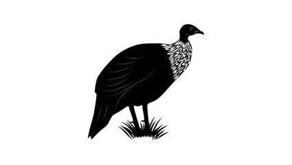 White-breasted Guineafowl bird , black isolated silhouette