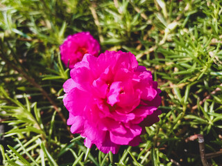 Portulaca Grandiflora or Moss Rose Purslane or Bunga Krokot Mawar in soft pink color surrounded...